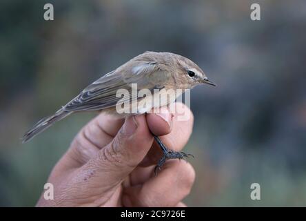 östlicher Chiffchaff, Berg Chiffchaff (Phylloscopus sindianus), gefangen und fotografiert in der Hand, Indien Stockfoto