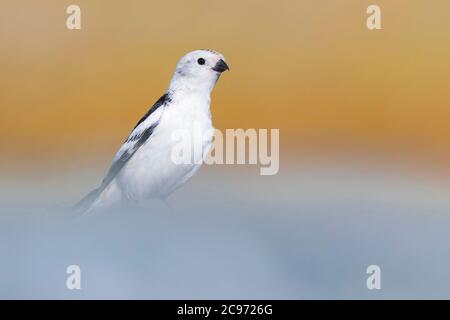 Islandschneehammer (Plectrophenax nivalis insulae, Plectrophenax insulae), männlich, Seitenansicht, Island, Austurland Stockfoto