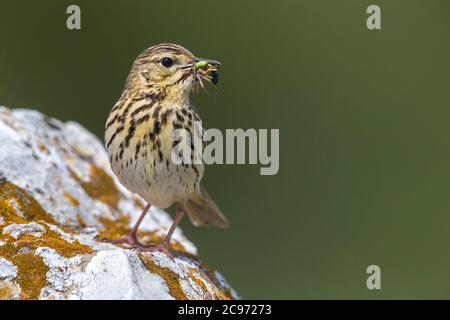 Baumgrube (Anthus trivialis), mit Beute im Bill auf einem Felsbrocken, Vorderansicht, Italien, Passo della Raticosa Stockfoto