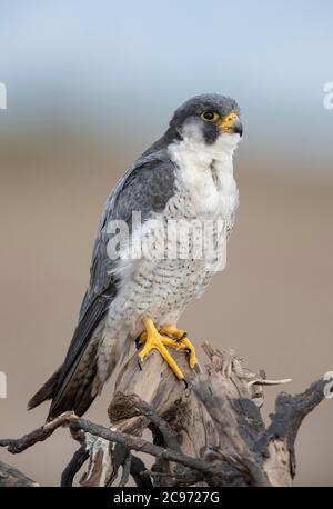 Wanderfalke (Falco peregrinus), subadulter Wanderfalke möglicherweise der Unterart calidus, ruhend auf Totholz, Spanien, Ebro Delta Stockfoto