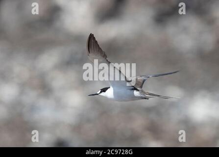 Sooty Seeschwalbe (Sterna fuscata, Onychoprion fuscatus), Subadult Sooty Seeschwalbe im Flug, Ascension Island Stockfoto