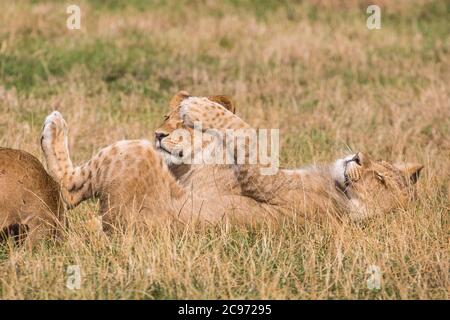 Nahaufnahme von zwei entzückenden afrikanischen Löwen Jungen (Panthera leo) liegen in langen Gras entspannen, eine auf dem Rücken sich ausdehnt Sommer Sonnenschein Hitze genießen. Stockfoto