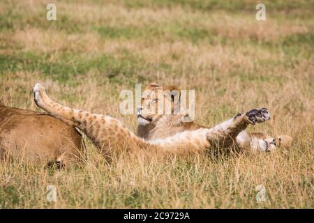 Nahaufnahme niedliche afrikanische Löwenjungen (Panthera leo) liegen im Gras entspannend, eine flach auf dem Rücken streckt sich sonnen, die Sonne aufsaugen, Sonnenbaden. Stockfoto