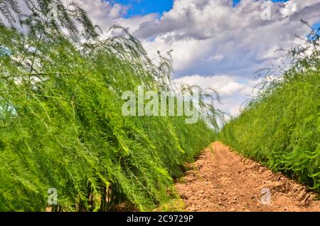 Ein Feld mit grünem Spargel nach der Ernte auf sandigen Boden und vor blauem Himmel Stockfoto