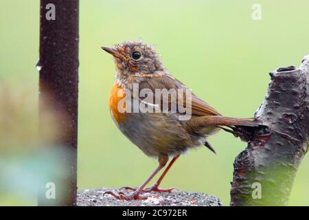 Britischer Rotkehlchen (Erithacus rubecula melophilus, Erithacus melophilus), auf einem Balken thront, Vereinigtes Königreich, England, Norfolk Stockfoto