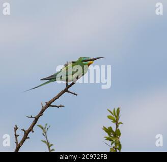 Blauwabenfresser (Merops persicus), Vagrant Blauwabenfresser in einer Baumkrone. Möglich der afrikanischen Unterart chrysocercus, Spanien Stockfoto