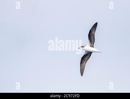 Madeira-Sturmvogel, Zino-Sturmvogel, Freira (Pterodroma madeira), gefährdeter Zino-Sturmvogel im Flug über den Atlantik, Portugal, Madeira Stockfoto