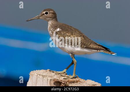 Gewöhnlicher Sandpiper (Tringa hypoleucos, Actitis hypoleucos), der auf einem Holzmast im Delta del Ebro, Spanien, steht Stockfoto