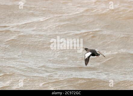 Arctic Black Guillemot (Cepphos grylle mandtii, Cepphos mandtii), Sommer gefiedert Arctic Black Guillemot im Flug über das Meer, Norwegen, Spitzbergen Stockfoto