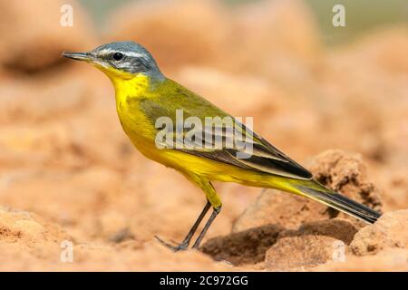 Blauer Wagtail, Gelber Wagtail (Motacilla flava flava), Männchen auf dem Boden, Seitenansicht, Israel Stockfoto