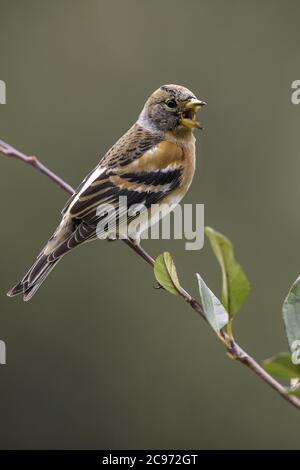 brambling (Fringilla montifringilla), sitzt auf einem Zweig singen, Spanien, Katalonia Stockfoto