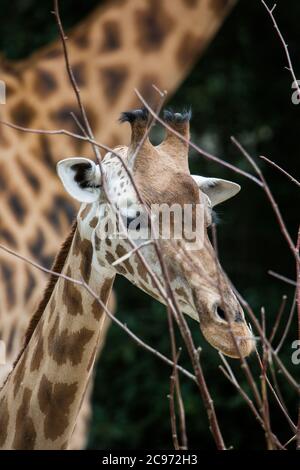Giraffe, Baby Giraffe, Tiere aus dem Zoo Stockfoto
