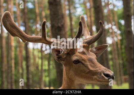 Porträt von einem Damhirsch Stockfoto