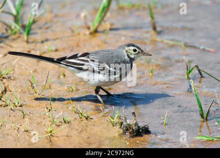 riedstelze, Rotstelze (Motacilla alba yarrellii, Motacilla yarrellii), Jugendlicher auf der Seesuche, Vereinigtes Königreich, England, Norfolk Stockfoto