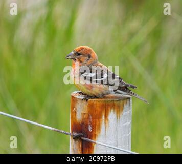 Weißflügelkreuzschnabel (Loxia leucoptera), Männchen auf einem Fechthaufen, Seitenansicht, Vereinigtes Königreich, England, Norfolk Stockfoto