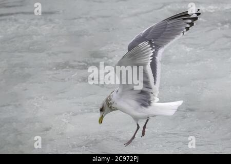 Theyers Möwe (Larus thayeri), fliegend über der Meeresoberfläche und auf der Suche nach Nahrung, Spanien, Galizien Stockfoto