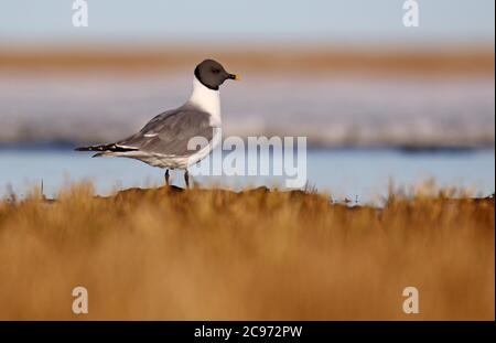 sabines Möwe (Xema sabini), Erwachsene, USA, Alaska Stockfoto