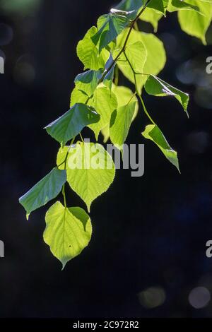 Linden, Linden, Linden (Tilia spec.), Lindenblätter im Gegenlicht, Deutschland Stockfoto