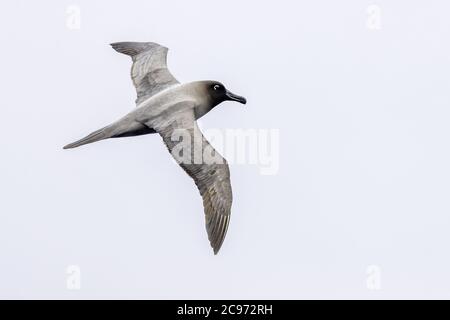 Hellmelierter Albatros, Graumelierter Albatros, Hellmelierter Rußalbatros, (Phoebetria palpebrata), im Flug, Südgeorgien Stockfoto