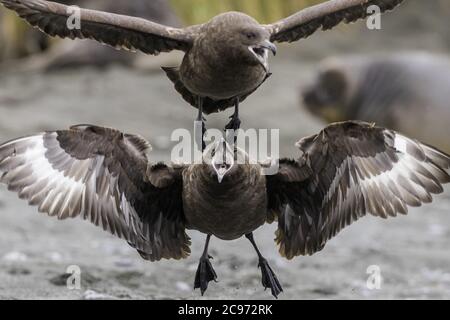 Antarktische Skua, Brauner Skua, Subantarktische Skua, Südliche große Skua, Südliche Skua, Hakoakoa (Catharacta antarctica, Stercorarius antarcticus), zu konkurrierende antarktische Skuas, Suedgeorgien Stockfoto