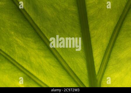 Nahaufnahme des von hinten von der Morgensonne beleuchteten Alocasia odora Blattes Stockfoto