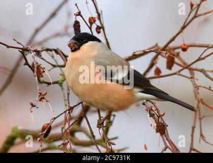 Bullfinch, Eurasischer Bullfinch, nördlicher Bullfinch (Pyrrhula pyrrhula pyrrhula pyrrhula, Pyrrhula pyrrhula pyrrhula), Männchen an einem Ast im Herbst, Vereinigtes Königreich, England, Norfolk Stockfoto