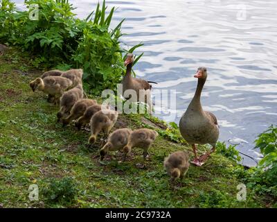 Graugans (Anser anser), Familie der Graugänse an der Alster, Deutschland, Hamburg Stockfoto