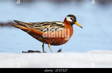 Graues Phalarop (Phalaropus fulicarius), Erwachsener im Sommergefieder, USA, Alaska Stockfoto