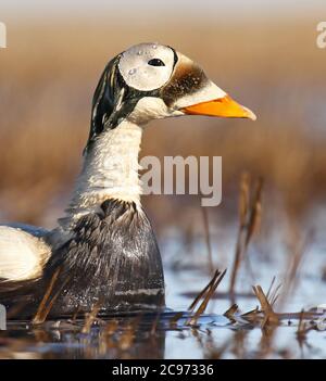 Brilleneider (Somateria fischeri), schwimmdrake, Seitenansicht, USA, Alaska Stockfoto