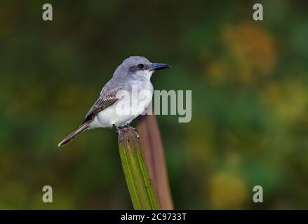 Grauer Königsvogel (Tyrannus dominicensis), auf einem Zweig, Costa Rica Stockfoto