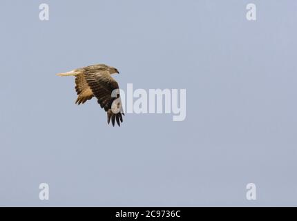 Atlas Langbeinbussard (Buteo rufinus cirtensis, Buteo cirtensis), unreif im Flug, Marokko Stockfoto