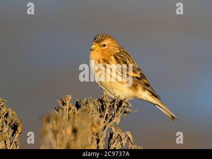 Britische Zwilling (Carduelis flavirostris pipilans, Carduelis pipilans), sitzend auf einer Pflanze, Vereinigtes Königreich, England, Norfolk Stockfoto