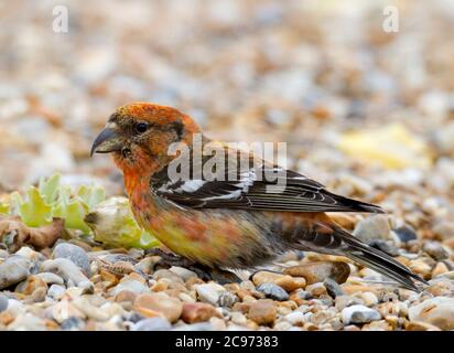 Weißflügelkreuzschnabel (Loxia leucoptera), Erstwintermännchen auf dem Boden, Seitenansicht, Vereinigtes Königreich, England, Norfolk Stockfoto