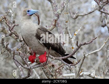 Rotfußbooby (Sula sula websteri, Sula websteri), auf einem Zweig gehockt, Ecuador, Galapagos-Inseln Stockfoto