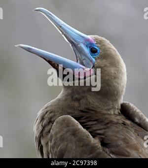 Rotfußbooby (Sula sula websteri, Sula websteri), Calling, Ecuador, Galapagos-Inseln Stockfoto
