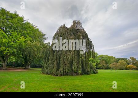 Trauerbuche (Fagus sylvatica 'pendula', Fagus sylvatica pendula), auf einer Wiese Aussenalster, Deutschland Stockfoto