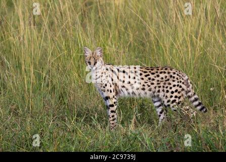 serval (Leptailurus serval lipostictus, Felis serval lipostictus), stehend in hohem Gras in Savanne Lebensraum, Kenia Stockfoto