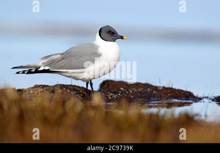 sabines Möwe (Xema sabini), am Ufer auf Nahrungssuche, Seitenansicht, USA, Alaska Stockfoto