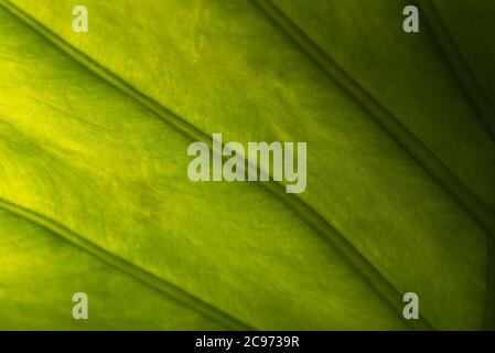 Nahaufnahme des von hinten von der Morgensonne beleuchteten Alocasia odora Blattes Stockfoto