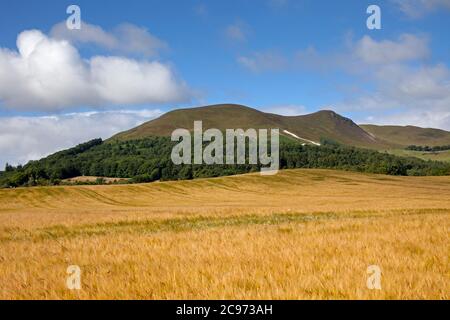 Pentland Hills, Edinburgh Schottland, Großbritannien. 29. Juli 2020. Mais, Weizenfeldbefrucht im Vordergrund erstreckt sich in Richtung der Pentland Hills und seinem Regionalpark auch die derzeit geschlossene Hillend Dry Ski Piste ist auf der rechten Seite des Hügels zu sehen. Temperatur 15 Grad mit Sonnenschein und Wolkenperioden. Stockfoto