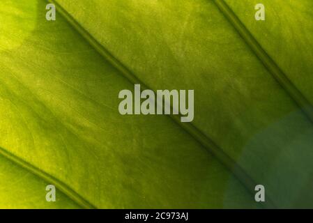 Nahaufnahme des von hinten von der Morgensonne beleuchteten Alocasia odora Blattes Stockfoto