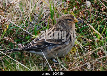 Britische Zwilling (Carduelis flavirostris pipilans, Carduelis pipilans), auf Gras bischen, Vereinigtes Königreich, Schottland, Shetland Islands, Fair Isle Stockfoto