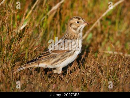 Lapplandammer (Calcarius lapponicus), sitzend auf dem Boden, Vereinigtes Königreich, England, Norfolk Stockfoto