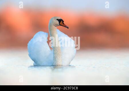 Muter Schwan (Cygnus olor), schwimmender Mann im Morgenlicht, Vorderansicht, Italien, Marina di Vecchiano Stockfoto