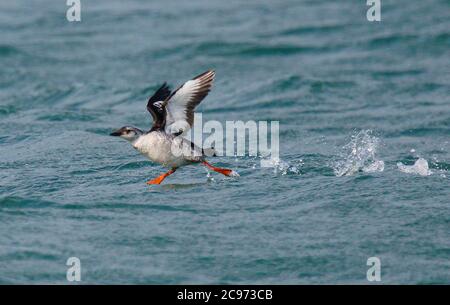 Schwarzer Guillemot (Cepphus grylle), Erstwinter ab Wasser, Großbritannien, England, Norfolk Stockfoto