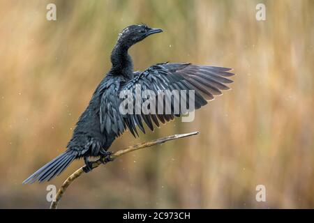 Zwergkormoran (Phalacrocorax pygmeus, Microcarbo pygmaeus), Sitzstangen auf einem Zweig und trocknend seine Flügel, Seitenansicht, Italien, Piana fiorentina Stockfoto