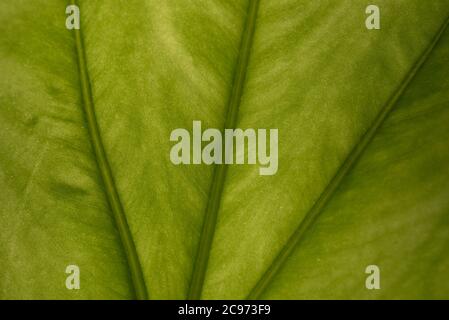 Nahaufnahme des von hinten von der Morgensonne beleuchteten Alocasia odora Blattes Stockfoto