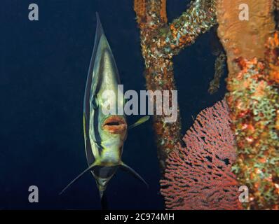 Schattige Batfish, Platax pinnatus, auf Schiffswrack, Tulamben, Bali Stockfoto