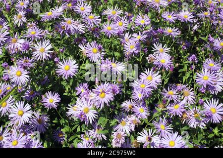 Aster x frikartii, 'Monch' eine gemeinsame kultivierte krautige mehrjährige winterharte Gartenblume Pflanze auch als Michaelmas Daisy aufgrund seiner späten blühenden bekannt Stockfoto