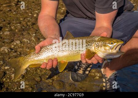 Eine Nahaufnahme einer wunderschönen goldbraunen Forelle in der Abendsonne, gefangen von einem See auf Neuseelands Südinsel Stockfoto